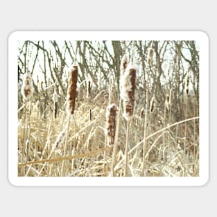 Cattails Sticker